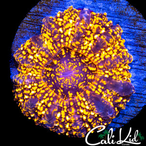 SPECKLED BABY ACANTHO