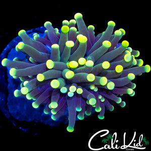 BI COLOR TORCH