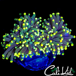 BI COLOR TORCH DOUBLE