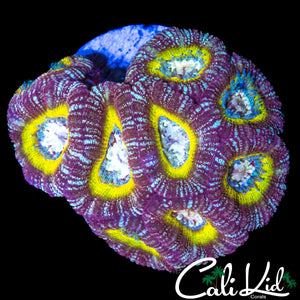STUNNING ASIAN ACAN COLONY