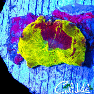 BEAUTIFUL ECLECTUS MUSHROOM