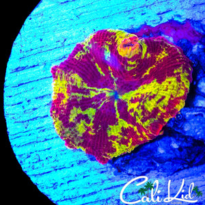 BAD ASS ECLECTUS MUSHROOM