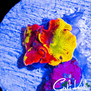 ECLECTUS SHROOM / DOUBLE ROCK