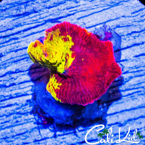 RARE 50/50 ECLECTUS MUSHROOM