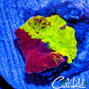 RARE 50/50 ECLECTUS MUSHROOM