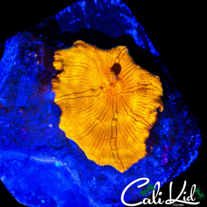 ORANGE JULIUS DISCO SHROOM