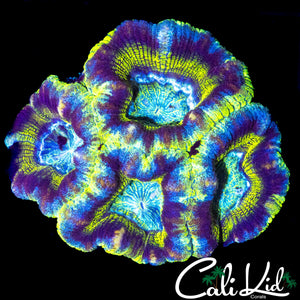 INSANE ASIAN ACAN QUAD