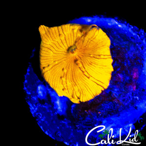 ORANGE JULIUS DISCO SHROOM