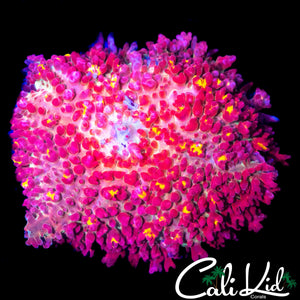 XL MYSTERY PIN CUSHION TYPE SHROOM