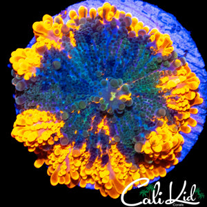 ORANGE RIM BUBBLE YUMA