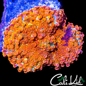 PURPLE / ORANGE BUBBLE YUMA