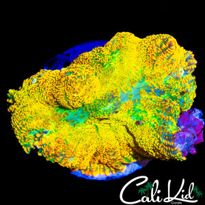 XL OG TYPE RHODACTIS