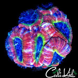 WATERMELON ACAN COLONY