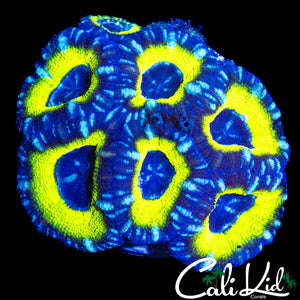 BLINDING ASIAN ACAN COLONY