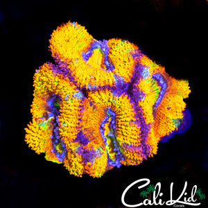 INSANE RAINBOW ACAN QUAD