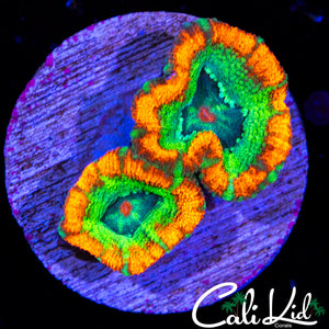 RARE ASIAN ACAN DOUBLE