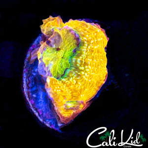 SNIPER SPS RAINBOW HILLAE