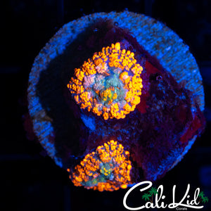 RAINBOW RHODACTIS DOUBLE