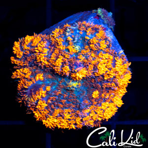GUM DROP TYPE MUSHROOM (LRG)