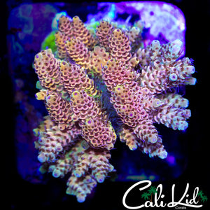 AMAZING RAINBOW MILLI COLONY