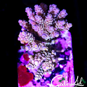 RAINBOW TENIUS COLONY