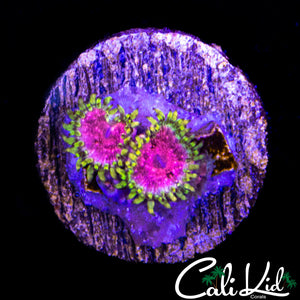 STRAWBERRY WINE DOUBLE