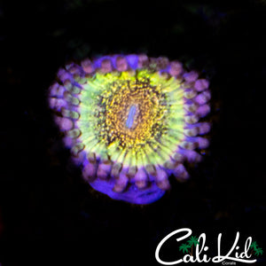 DEATH STAR ZOA