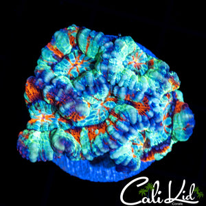 ULTRA RAINBOW WILSONI