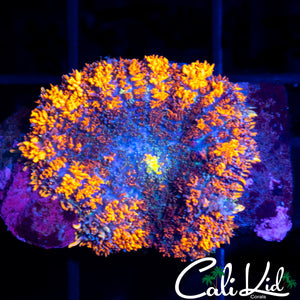GUM DROP TYPE MUSHROOM (LRG)