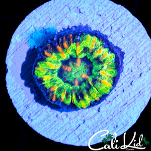 ULTRA RAINBOW BUTTON SCOLY