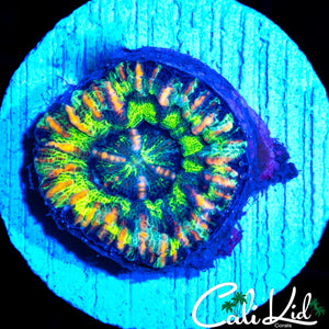 ULTRA RAINBOW BUTTON SCOLY
