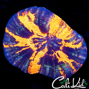 AMAZING WAR PAINT SCOLY