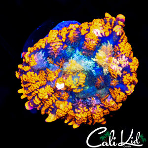 INTENSE RAINBOW RHODACTIS