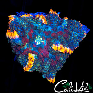 ULTRA TRI COLOR RHODACTIS