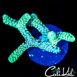 ULTRA BIRDSNEST FRAG