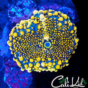 LARGE BUBBLE YUMA