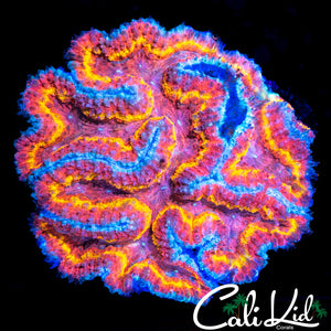 AMAZING RAINBOW SYMPHYLLIA