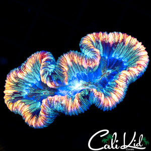 RAINBOW RIM TRACHY