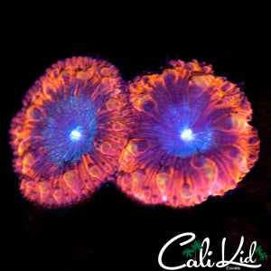 SUPERMAN BLASTO DOUBLE