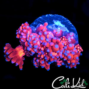 ULTRA BLUE TIP GONI