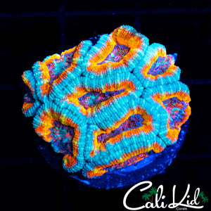 CREAMSICLE ACAN MINI COLONY