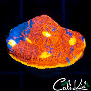 WWC JELLY BEAN CHALICE (LRG)