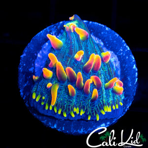 RARE RAINBOW DIASERIS