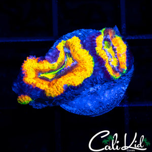 INSANE RAINBOW ACAN DOUBLE