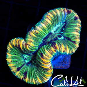ULTRA RAINBOW TRACHY