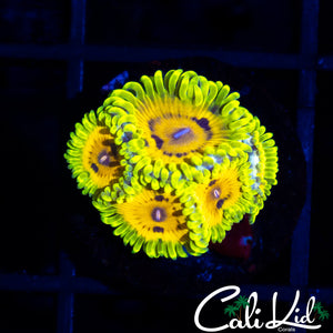 CK CAPT JAX MINI COLONY