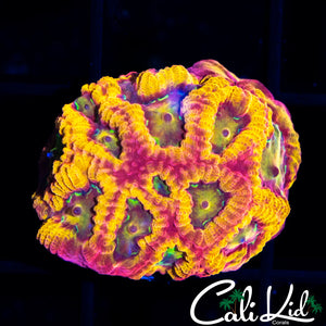 PANDEMIC FAVIA