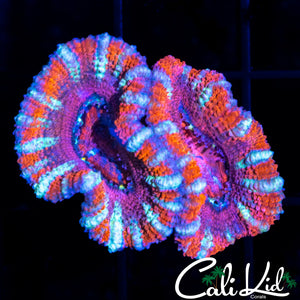 CANDYLAND ACAN DOUBLE
