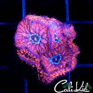 BLUE RAVEN BLASTO MINI COLONY