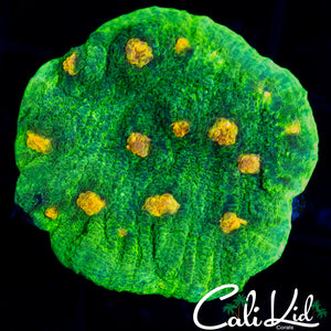 SPACE INVADER CHALICE